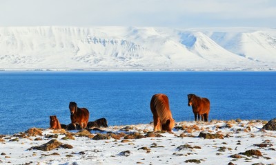 Wild horses in the snow 