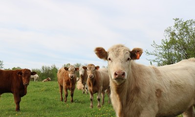 Curious Charolais steer looking at camera with herd in behind on pasture