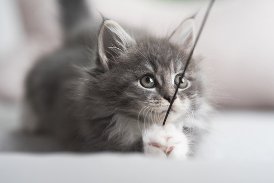 blue tabby maine coon kitten playing with string