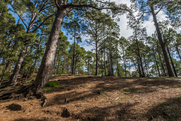 Fototapeta na wymiar Hill in pine forest