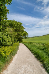 Fototapeta na wymiar A pathway in the South Downs in Sussex, on a sunny late spring day