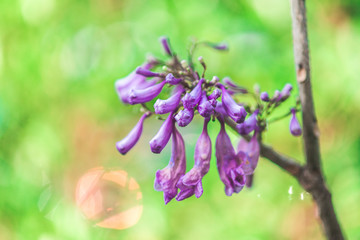 Jacaranda obtusifolia ; Beautiful purple bud flowers and blossom in tropical garden.Colourful jacaranda tree and green leaf with natureal background.selective focus