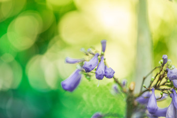 Jacaranda obtusifolia ; Beautiful purple bud flowers and blossom in tropical garden.Colourful jacaranda tree and green leaf with natureal background.selective focus