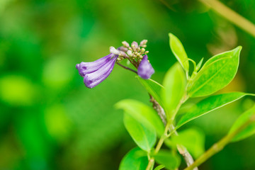 Jacaranda obtusifolia ; Beautiful purple bud flowers and blossom in tropical garden.Colourful...