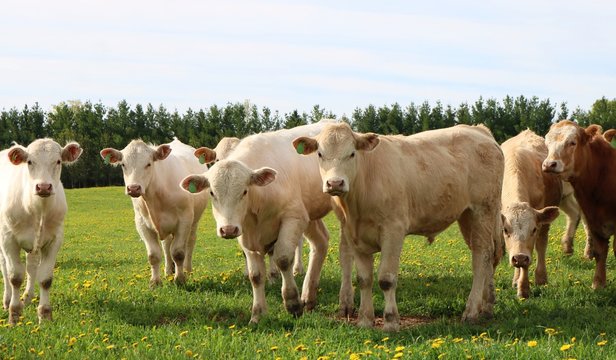 Curious Charolais steers looking at camera in the field on a spring day