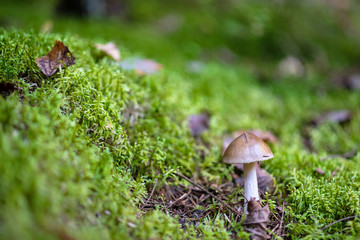 Death Cap in the forest. It is poisonous mushroom, commonly known as the Amanita phalloides.