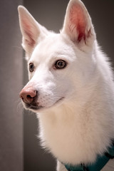 Curious dog portrait