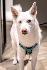 Curious dog portrait