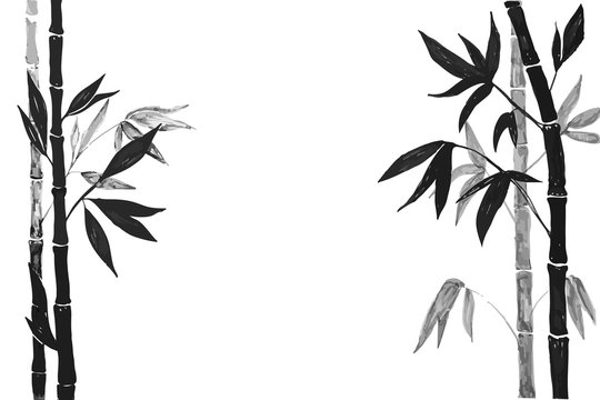 Drawing bamboo branches and leaves on the white background. Bamboo plant silhouette.