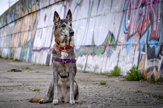 german shepherd dog. The Belgian Shepherd