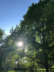 trees and sky