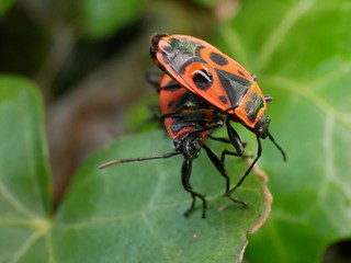 Insecte Gendarme dans la nature en France