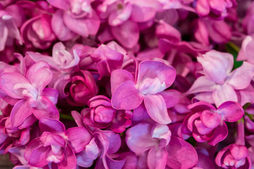 Syringa pink lilac purple flowers of lilac. Close-up background wallpaper postcard. Small flowers of lilac