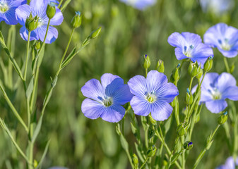 Flax blossoms. Green flax field in summer. Sunny day. Agriculture, flax cultivation. Selective focus. Field of many flowering plants (linum usitatissimum). Linum blooms