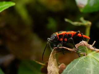 Insecte Gendarme dans la nature en France
