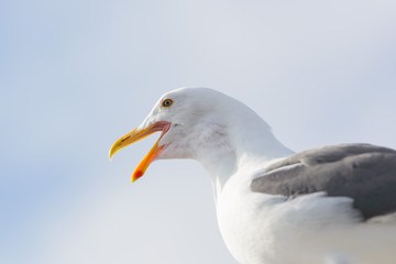 Seagull