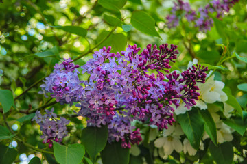 Spring scene in the park flowering branch of lilac on a blurred background.