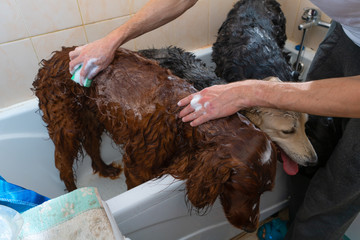 three different dogs in the bathroom are wet, wash in the foam. perenia hands and washcloth dog