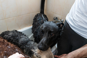 dogs in the bathroom are wet, wash in the bath. guy washes a dog with a washcloth