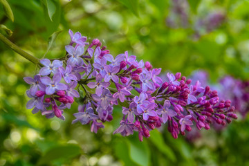 Spring scene in the park flowering branch of lilac on a blurred background.