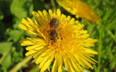 Bee on dandelion flower in the meadow, closeup