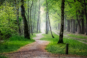 Fototapeta premium Sallandse heuvelrug