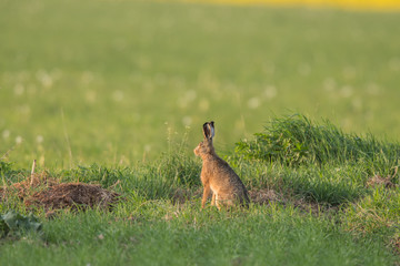 European brown hare (Lepus europaeus)