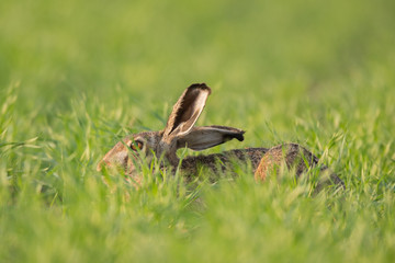 European brown hare (Lepus europaeus)