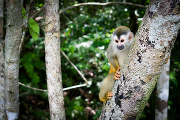 The common squirrel monkey is a Neotropical primate belonging to the Cebidae family. Like all squirrel monkeys, it has a long tail, not prehensile, with the terminal portion black