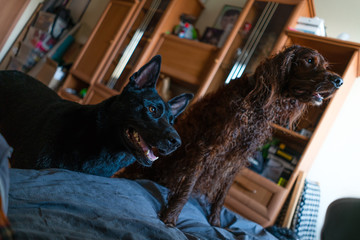 dogs climbing on the bed with their paws.
