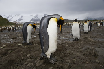 Fototapeta premium King penguins on South Georgia Island