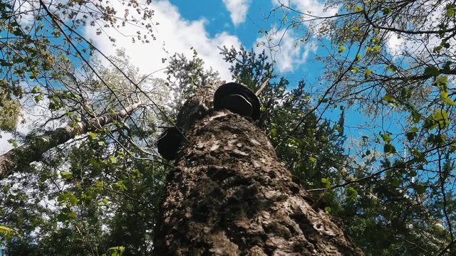 A Birch Polypore (Birch Bracked/Razor Strop) seen from underneath, growing on a Birch tree.