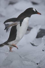 Gentoo penguin navigating through ice near Antarctica