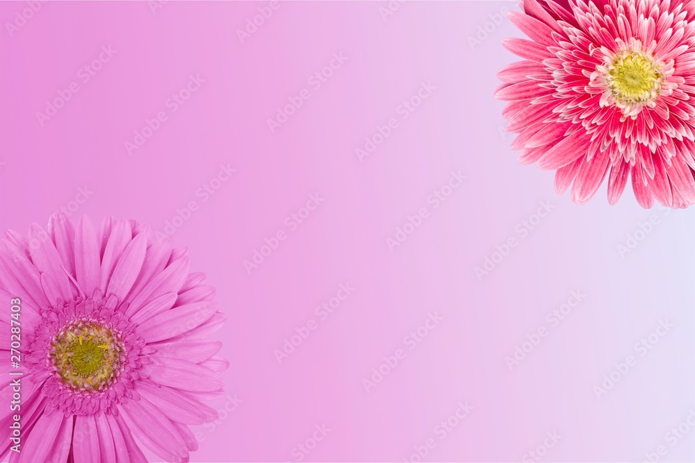 Wall mural pink pretty flower, close up, isolated on white - Wall murals