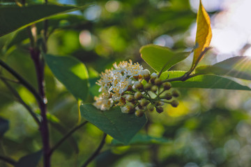 Spring scene in the park flowering branch of white bird cherry on a blurred background.