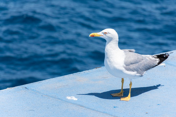 seagull