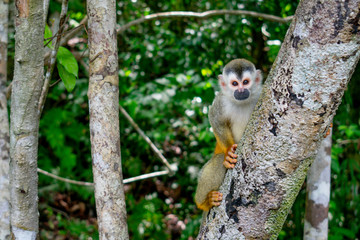 The common squirrel monkey is a Neotropical primate belonging to the Cebidae family. Like all squirrel monkeys, it has a long tail, not prehensile, with the terminal portion black