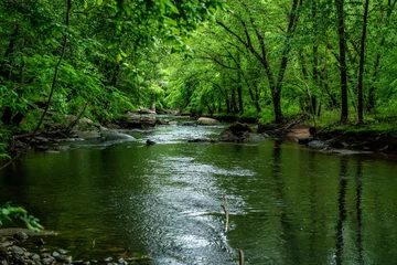 Washable wall murals Forest river The fabulous Broad River that runs through Lake lure and Chimney Rock North Carloina.