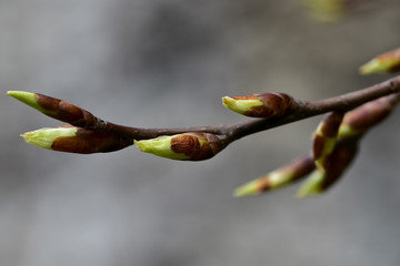 Spring twig of a tree with tender, green young buds on a soft bokeh background