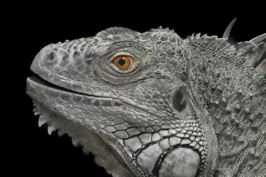 Black-white photograph of a scale-covered iguana lizard with bright orange eyes on a contrasting black background.