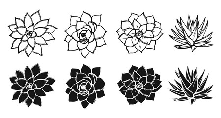 Drawing succulents plant collection. Black and white shapes and silhouettes of succulents.