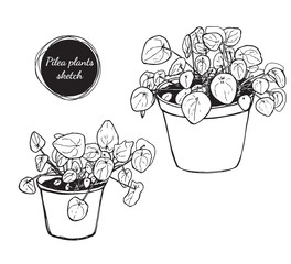 Hand drawn sketch of pilea plants. Drawing home plant isolated illustration.