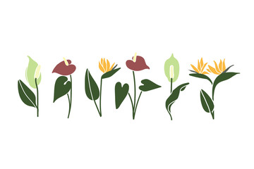 Drawing spathiphillum, anthurium and strelitzia plants isolated on the white background. Plant simple silhouettes of exotic tropical flowers.