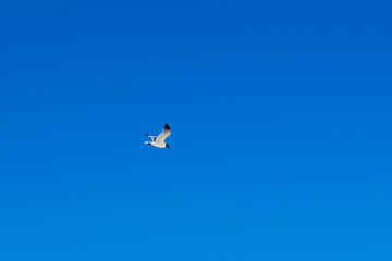 seagull in the sky