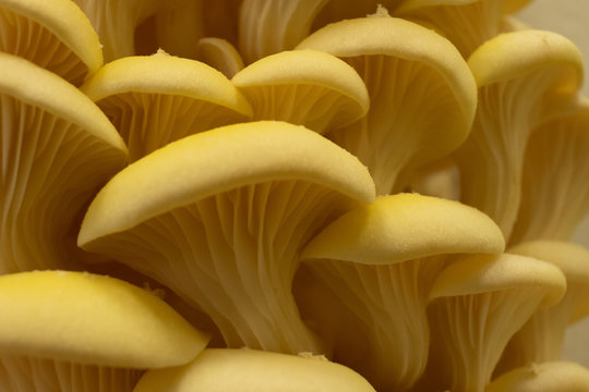Limonenseitlinge