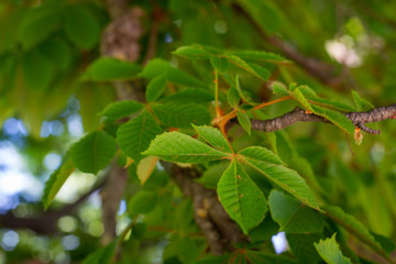 Chestnut tree in spring: lush foliage	