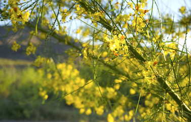 Closeup of yellow blooming tree with green branches bathed in morning light  with bokeh background and mountain in far distance.
