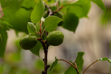 The ovary of the fruit apricot. Fruit development, initial phase. Green apricot ovary.