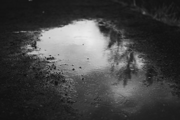 Tiny raindrops on a transparent water of a puddle and Icelandic black sand. Cold rainy day in Thingvellir National Park in Iceland. Black and white - 270288698