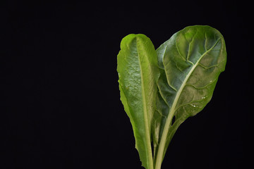 Young lettuce and green chard leaves on black background,space for text. Concept of healthy and proper nutrition.
